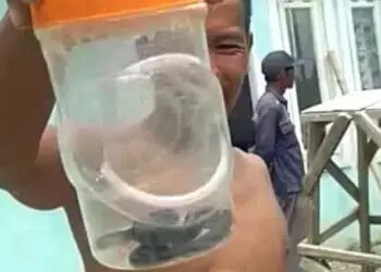 Makin Banyak Ular Kobra Ditemukan