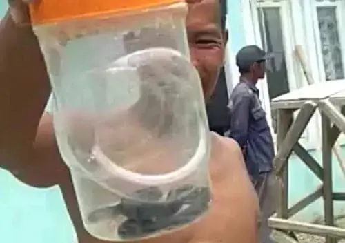 Makin Banyak Ular Kobra Ditemukan