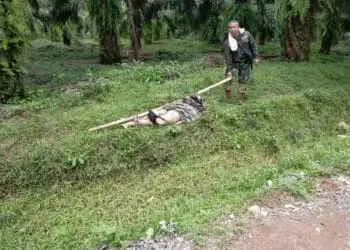 Sudah Empat Korban Tewas Ditemukan