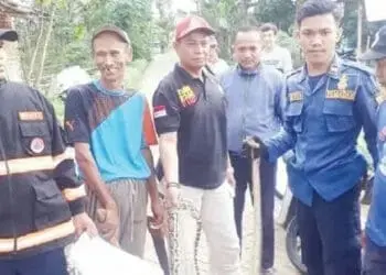 BPBD Amankan 20 Ekor Ular Liar