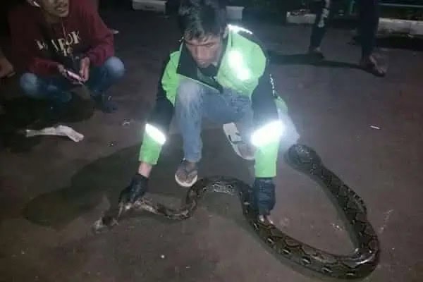 Ular Sanca 3,5 Meter Sembunyi di Dalam Kasur