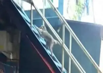 Monyet Berkeliaran di Pemukiman Warga