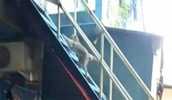 Monyet Berkeliaran di Pemukiman Warga