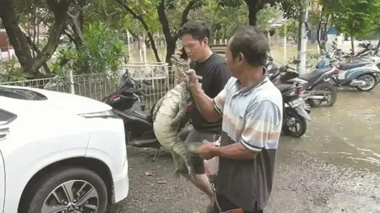Biawak Masuk Rumah Bikin Geger Warga Pasar Kemis