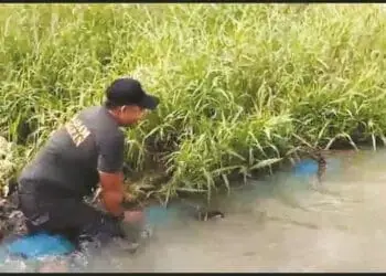Ada Buaya dan Ular Muncul di Lokasi Banjir Tangerang