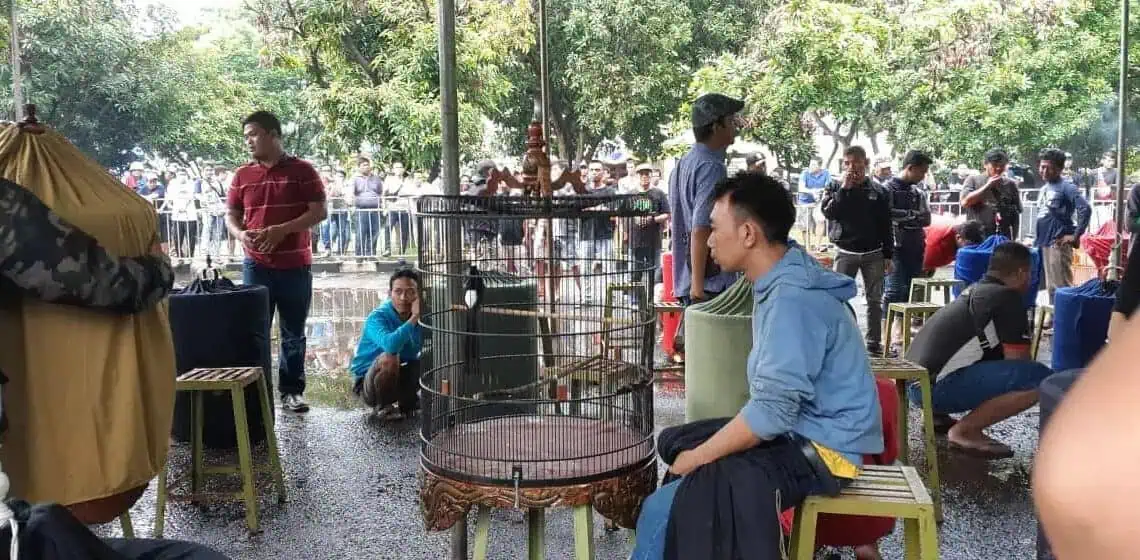 Festival Burung Kicau Piala Walikota Tangerang