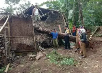 Diterjang Angin Kencang, Pohon Petai Timpa Rumah Warga