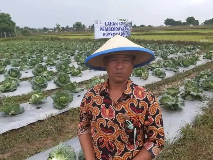 Petani Kabupaten Tangerang Sukses Tanam Kol di Dataran Rendah