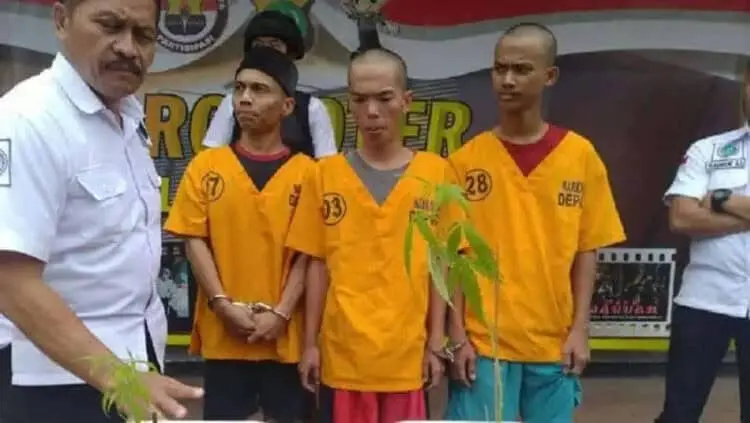 Tanam Ganja di Rumah, Juru Parkir Ditangkap