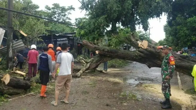 Pohon Tumbang Timpa Warung Kupat Tahu
