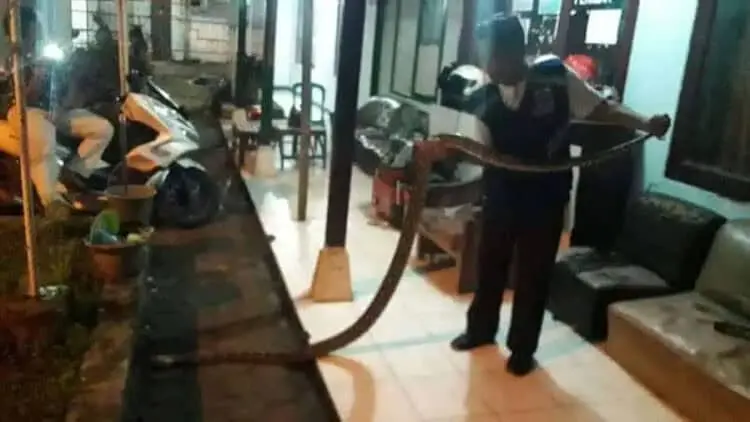 Ngeri, Ular Sanca Masuk Rumah Warga di Lebak