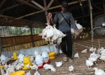 Dampak Corona, Harga Daging Ayam di Kabupaten Serang Anjlok