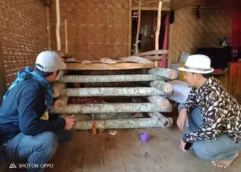 Janda Dua Anak Dikurung Dalam Kandang