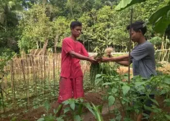 Petani Sayur Pandeglang Kebingungan Jual Hasil Panen