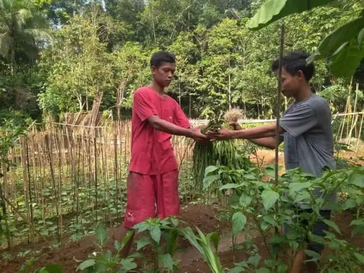 Petani Sayur Pandeglang Kebingungan Jual Hasil Panen