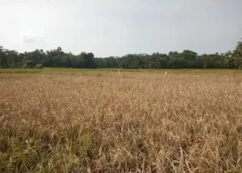 20 Hektar Padi di Kabupaten Serang Diserang Hama WBC