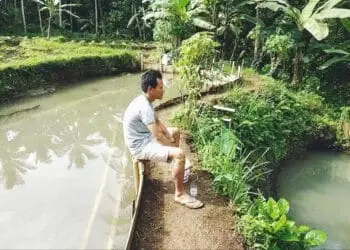 Millenial di Pandeglang Kembangkan Budidaya Ikan Tawar