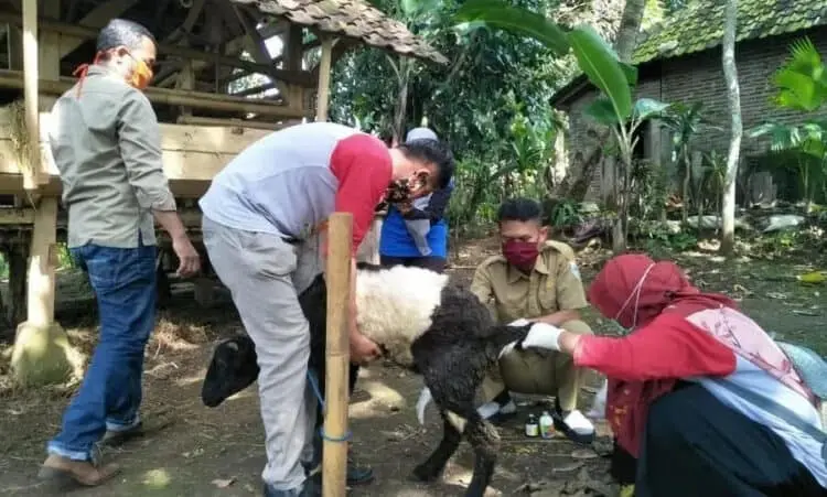 Penjualan Hewan Kurban di Pandeglang Wajib Punya SKKH