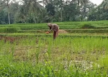 Beras Kabupaten Serang Banyak Dipesan untuk Kebutuhan Bansos