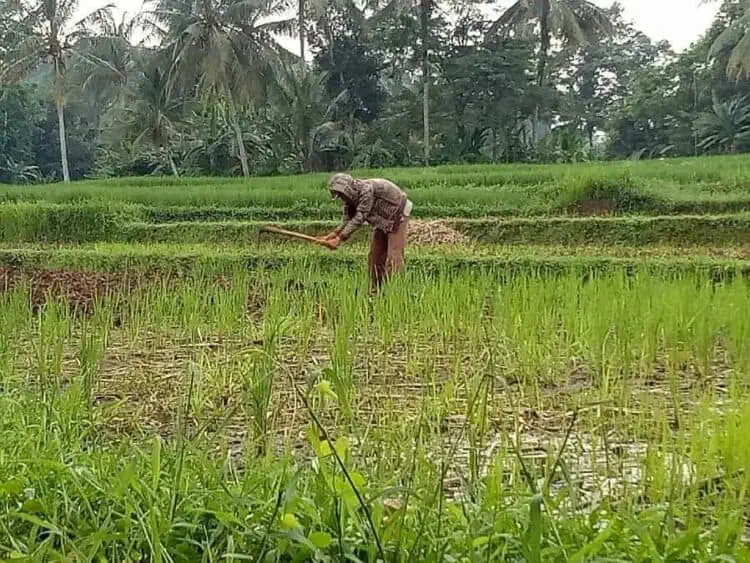 Beras Kabupaten Serang Banyak Dipesan untuk Kebutuhan Bansos