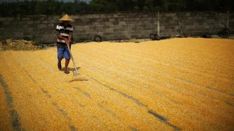 Harga Jatuh, Petani Jagung Kabupaten Serang Pasrah
