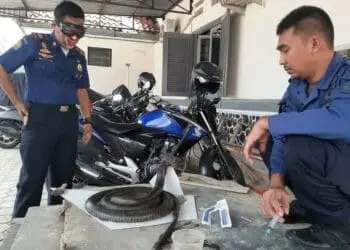 Damkar Lebak Awetkan King Cobra untuk Hiasan Kantor