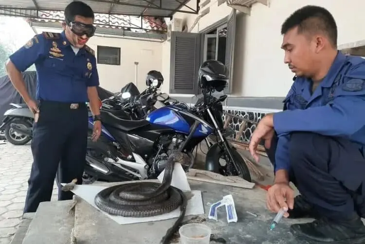 Damkar Lebak Awetkan King Cobra untuk Hiasan Kantor
