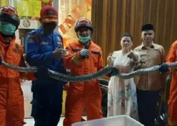 Ular Sanca Jatuh dari Atap Rumah Warga di Pamulang