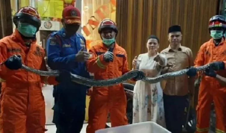 Ular Sanca Jatuh dari Atap Rumah Warga di Pamulang