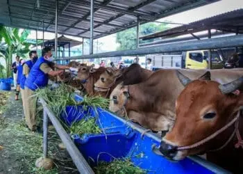 Daging Kurban di Kota Tangerang Dibagikan Door to Door
