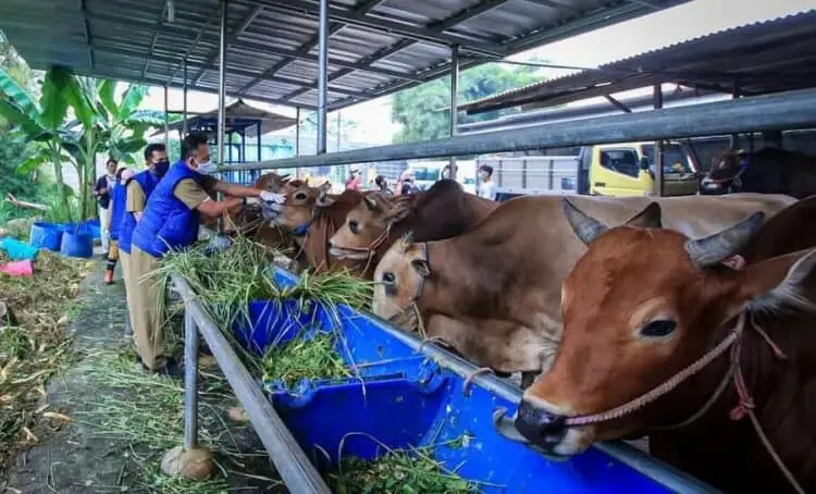 Daging Kurban di Kota Tangerang Dibagikan Door to Door
