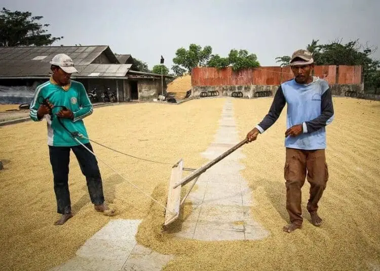 Aktifitas di Gudang Beras Mauk