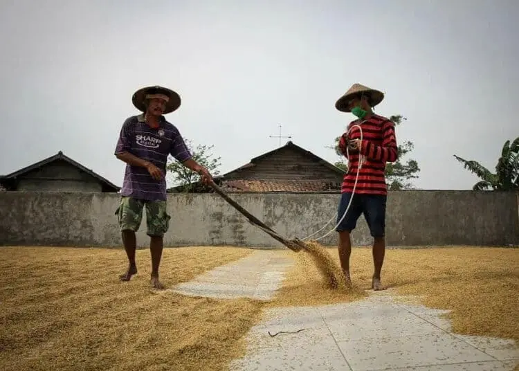 Aktifitas di Gudang Beras Mauk