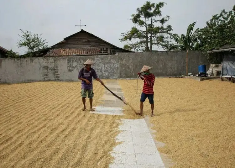 Aktifitas di Gudang Beras Mauk
