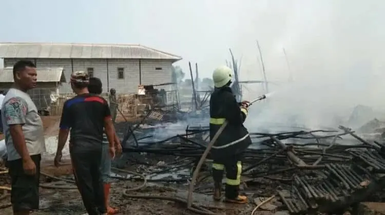 Kandang Terbakar, 4.800 Ekor Anak Ayam Terpanggang