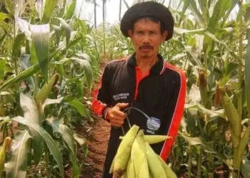 Pemkab Tangerang Klaim Ketersediaan Pangan Aman Hingga Oktober 2020