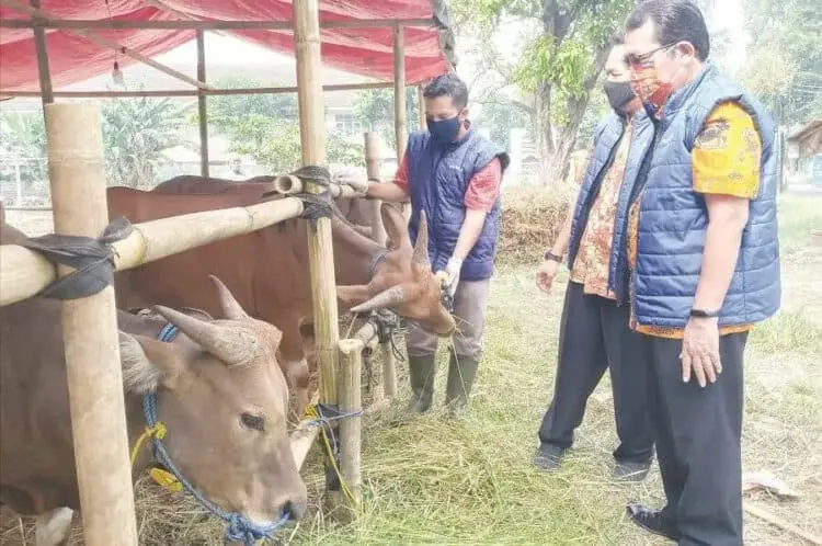 Pedagang Hewan Kurban Akan Dicek Kesehatan