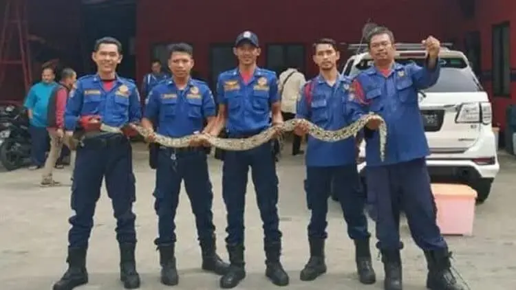 Ular Piton yang Tewaskan Yusuf Berhasil Ditangkap