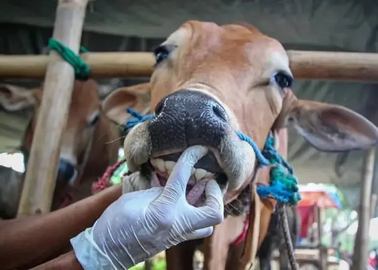Pengecekan Hewan Kurban di Kota Tangerang