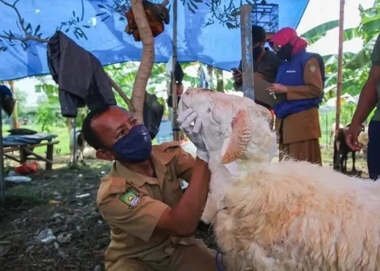 Pengecekan Hewan Kurban di Kota Tangerang