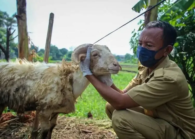 Pengecekan Hewan Kurban di Kota Tangerang
