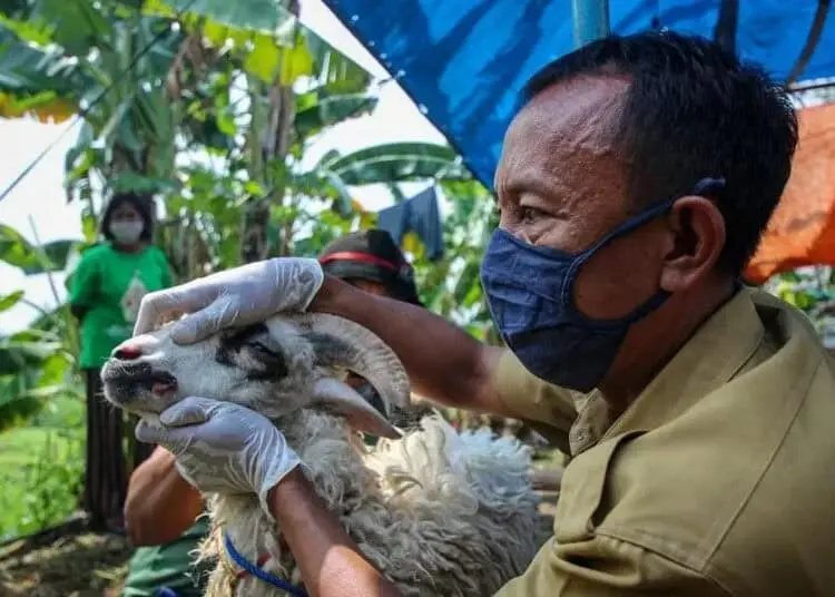 Pengecekan Hewan Kurban di Kota Tangerang