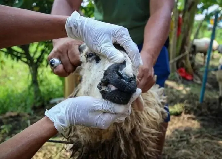 Pengecekan Hewan Kurban di Kota Tangerang