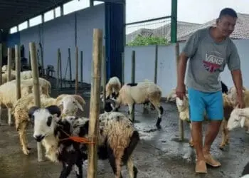 Penjual Hewan Kurban di Pandeglang Mulai Marak
