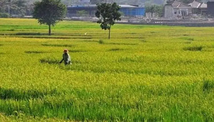 Puluhan Ribu Hektar Sawah di Kabupaten Serang Beralih Fungsi