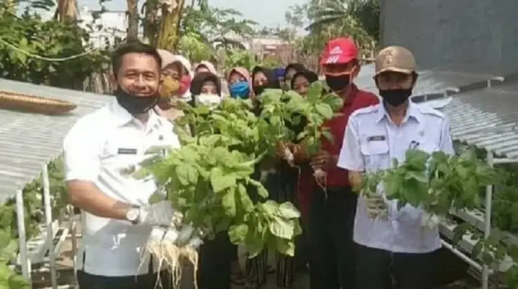 Wujudkan Ketahanan Pangan dengan Sayur Hidroponik