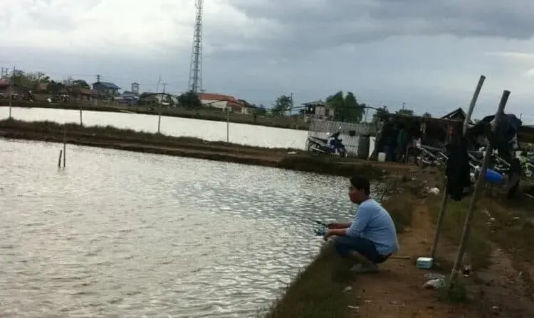 Tambak Ikan Bandeng di Tanjung Pasir Terancam Punah