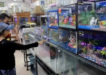 Di Tengah Pandemi, Bisnis Ikan Hias Tuai Rezeki