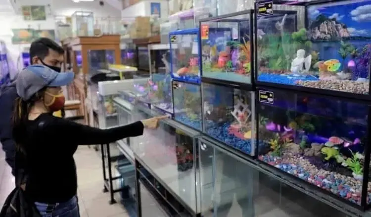 Di Tengah Pandemi, Bisnis Ikan Hias Tuai Rezeki