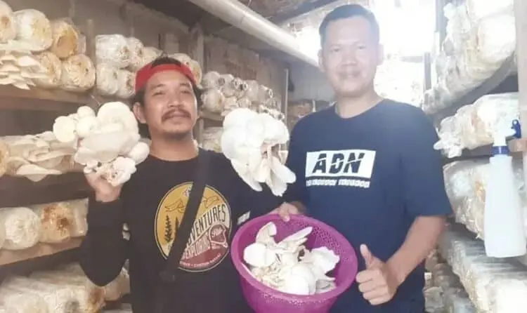 BUDIDAYA : Mulyadi (kaos biru) menunjukkan hasil budidaya jamur yang dilakukan di halaman rumahnya. (IRMA/BNN)